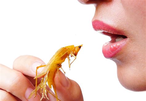 Would You Eat Insects? Here's Why You Should Consider It!