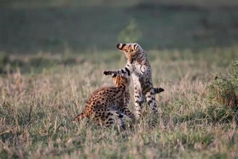 Serval Cat - Speed, Habitat & Diet of Africa’s Wildest Cat