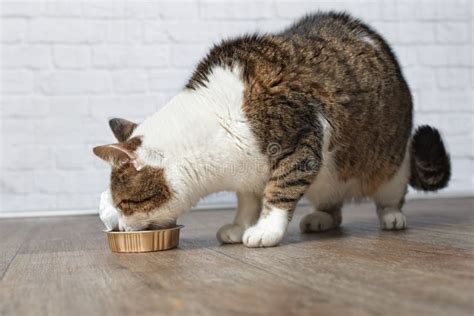 Gato De Gato Malhado Velho Que Come O Alimento De Um Prato Do Alimento