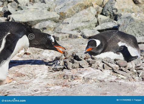 Gentoo Penguin Couple On The Background Of The Ocean. Stock Photo ...