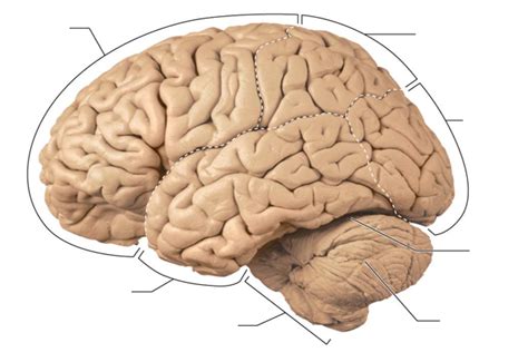 Lateral View Of Brain Diagram Quizlet