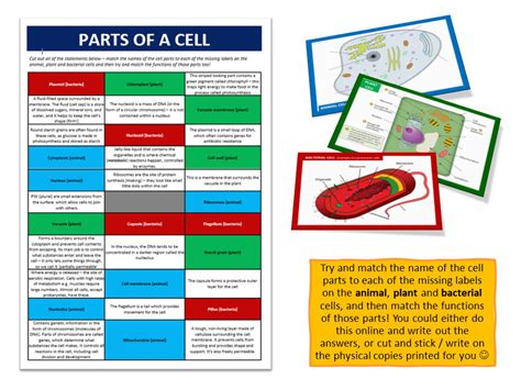 Cell Structure A Complete Set Of Resources For Section 2b Edexcel Igcse Biology Teaching