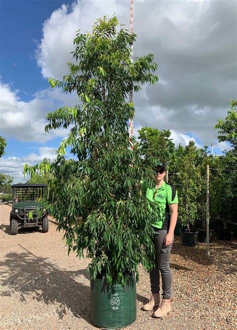 Waterhousea Floribunda Amaroo Andreasens Green