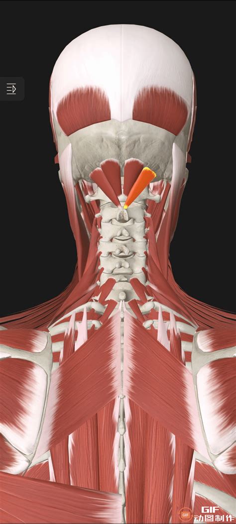 頸椎病的注意了，神奇的頸肌有多複雜呢？用動圖一層層剝開給你看 每日頭條