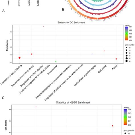 MEHP Exposure Altered LncRNA Expression In TM3 Leydig Cells A