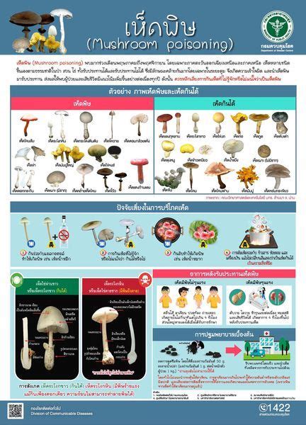 Understanding the Risks of Wild Mushrooms - Ko Samui & Ko Phangan