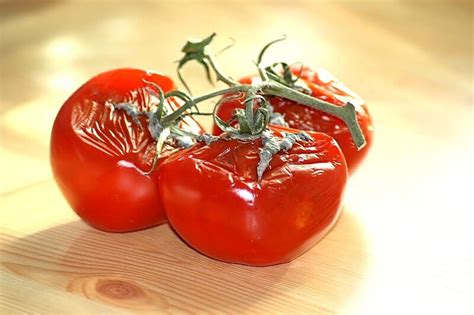 Growing Tomatoes Made Easy Use Rotting Tomato Slices For Seed