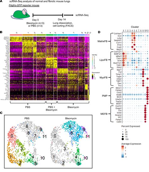 Figure From Functional Pdgfra Fibroblast Heterogeneity In Normal And