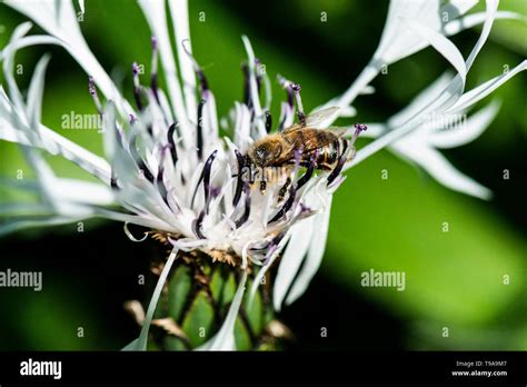 A European Honey Bee Apis Mellifera On The Flower Of A White