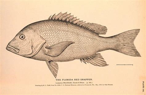 The Florida Red Snapper Drawing By Brian Long