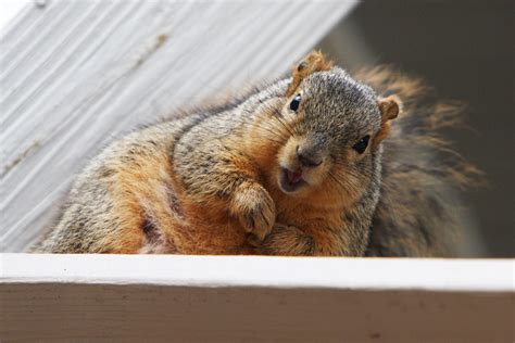 Surge In Super Fat Squirrels? | WBUR's The Wild Life