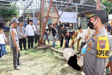 Ldul Adha 1443 H 2022 Polres Batu Bara Sembelih Hewan Qurban 6 Ekor