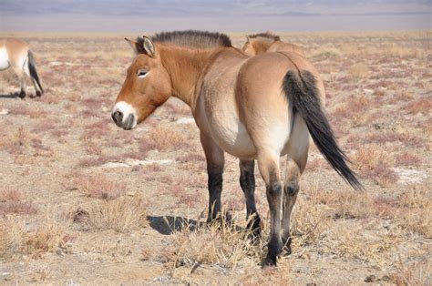 Save the Wild Horse - The Takhi