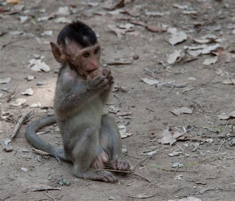 Cambodia Baby Monkey Marcog Pc Flickr