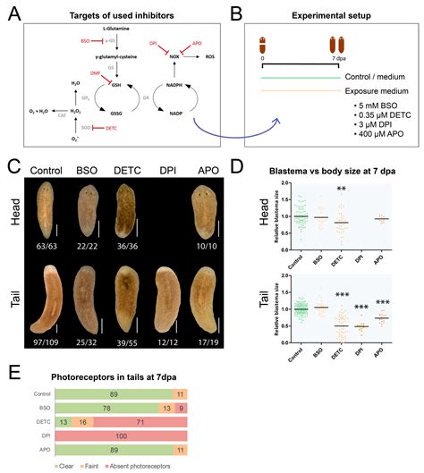 Biomolecules Free Full Text A Spatiotemporal Characterisation Of