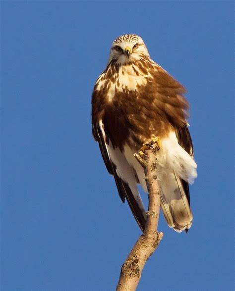 Wildlife Photos Eagle Hawk At Kruger Np South Africa