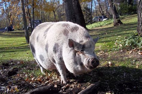 Pot-bellied Pig Information and Photos | ThriftyFun