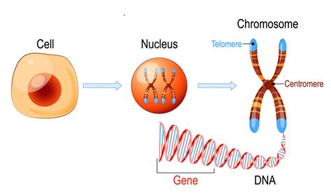 Nucleus — Lesson Science Cbse Class 9