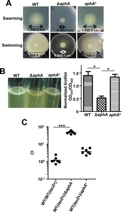 Essential Roles Of AphA In Motility Biofilm Formation And In Vivo