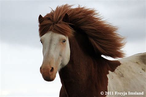 Colors of the Icelandic horse | Icehorse