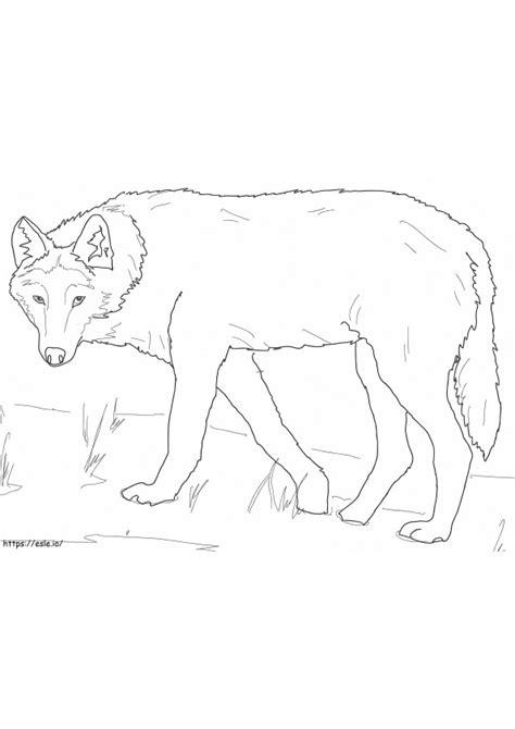 Coloriage Loup Gris Imprimer Dessin