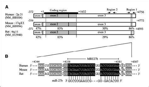 Homology Between CYP1B1 MRNAs And The Predicted Target Sequence Of