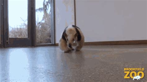 Tamandua Anteater GIF - Tamandua Anteater Not A Pet - Discover & Share GIFs