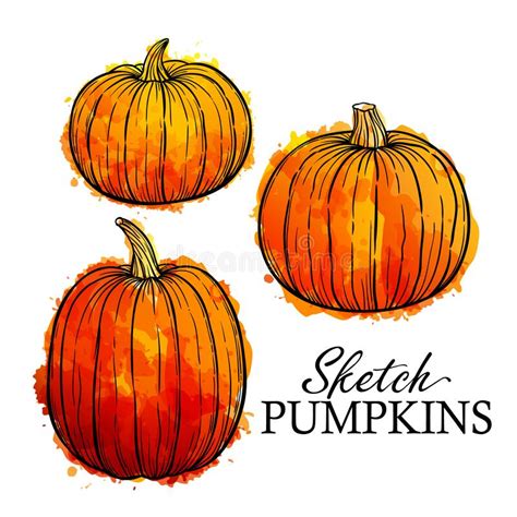 Set Of Pumpkins Hand Drawn Watercolor Sketch Vector Illustration Stock