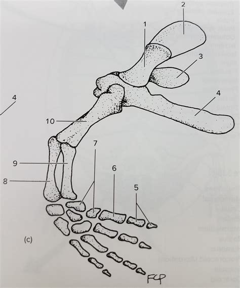 Pectoral Girdle Oblique View Necturus Diagram Quizlet