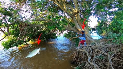 O pé de fruta na beira do rio só trouxe gigante Pescaria caipira no