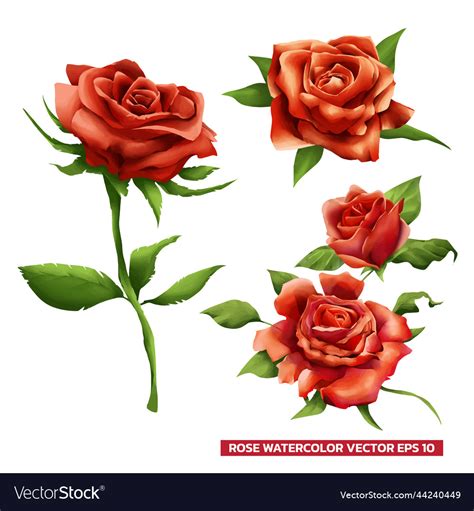 Set of red roses watercolor style Royalty Free Vector Image