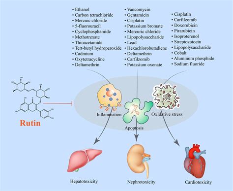 A Schematic Diagram Of The Rutininduced Protective Effects Against