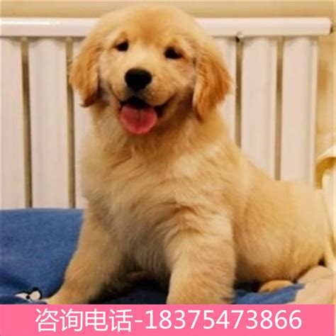 一手货源金毛犬沙滩金金毛枫叶红活体幼犬金毛犬萌萌哒金毛犬价格 阿里巴巴