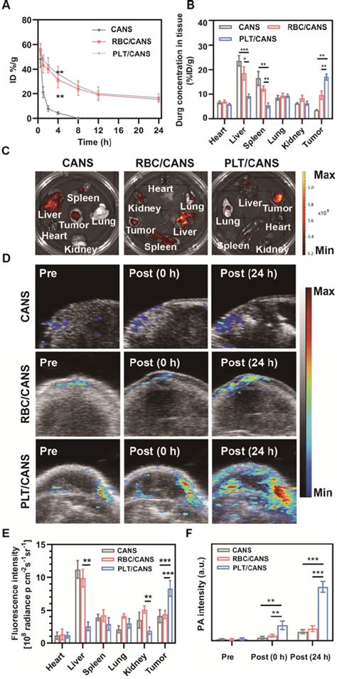 Tumor Specific Accumulation Of Plt Cans A Nanoparticle Blood