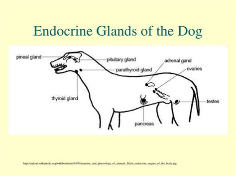 Ppt Canine And Feline Endocrinology And Reproductive Anatomy