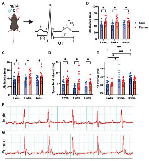 Jcdd Free Full Text Sex Differences In Mouse Cardiac