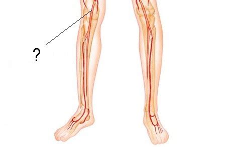 Lower Limb Neurovasculature Flashcards Quizlet