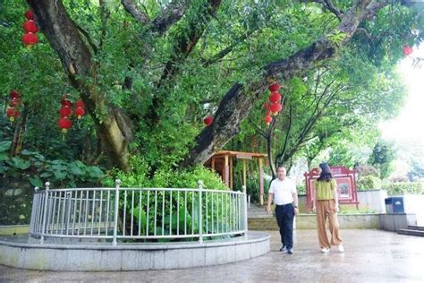 绿美东莞 代表行动 保护古树名木 留住乡愁记忆 关注森林