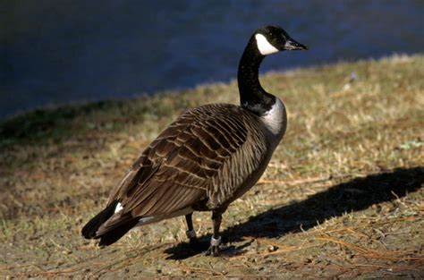 Canada Goose - Branta canadensis - NatureWorks