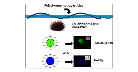 Accumulation And Embryotoxicity Of Polystyrene Nanoparticles At Early