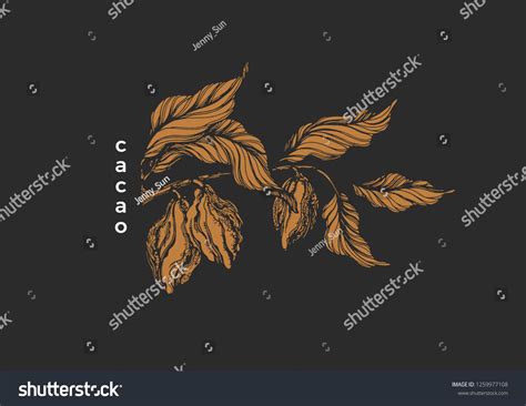 Vector graphic symbol Chocolate nature illustration Tropical cacao tree ...