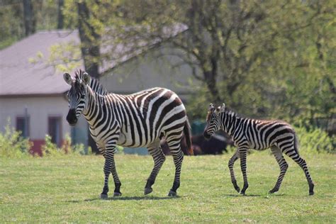 Baby zebra a new addition to the Cape May County Zoo - DownBeach