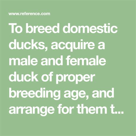 How Do You Breed Ducks Duck Breeds Raising Chickens