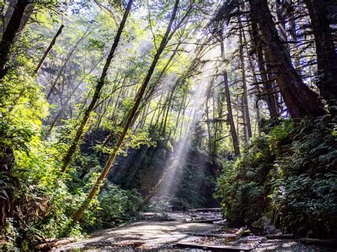 Fern Canyon on our recent camping trip to Redwood National Park, where ...