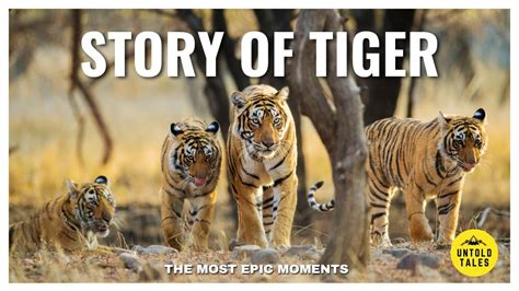 Story Of Tiger Short Documentary 2021 About The Strongest Jungle