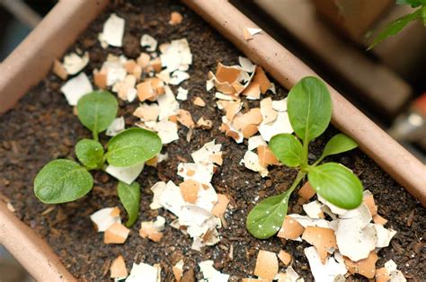 Best Ways To Use Eggshells In Potted Plants A Diy Recipe