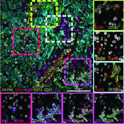 Multiplex Immunofluorescence If Using Tyramide Signal Amplification