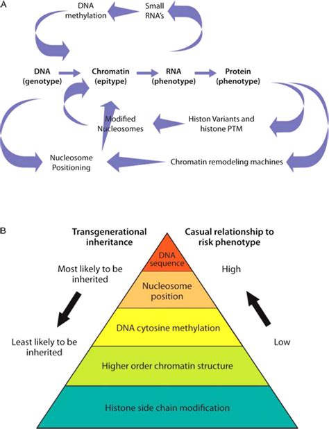 The Relationships Among Genotype Epitype And Phenotype A The Download Scientific Diagram