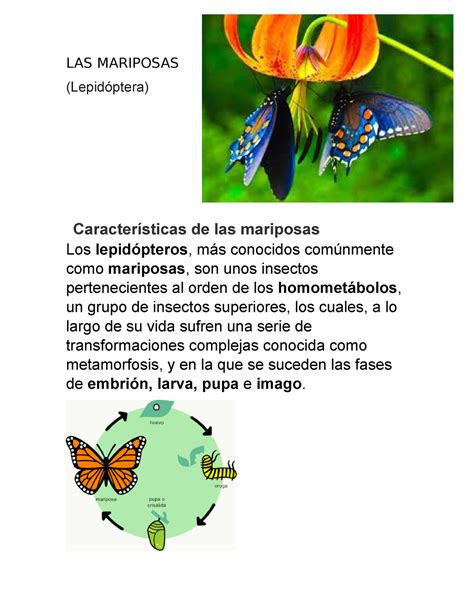 Las Mariposas Las Mariposas Lepid Ptera Caracter Sticas De Las