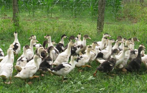 Grippe aviaire Maïsadour se dit prêt pour la vaccination Les